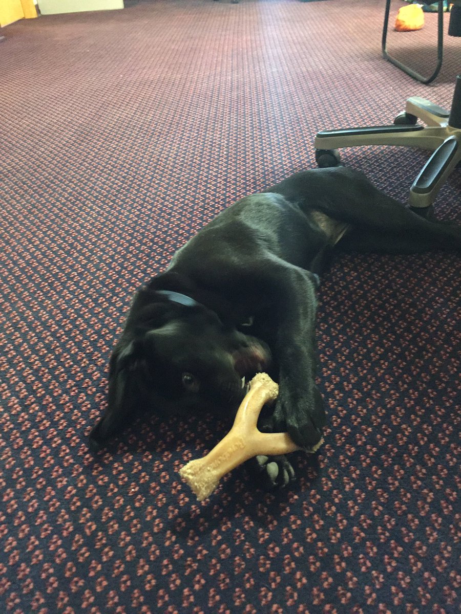 medischner's tweet photo. Thank goodness for puppy friendly offices -- that even haves supply of toys. #isitreallyonlytuesday https://t.co/FxCwlxQhDk