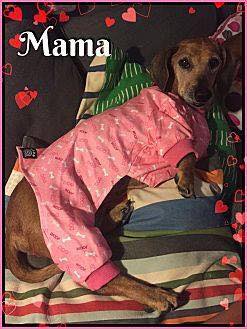 3daxs's tweet photo. MAMA is  a true cuddelbug just looking for her next lap to snuggle in! Won't you welcome her into your world?! https://t.co/cYahsSAf2I https://t.co/HWrYp5jAH1