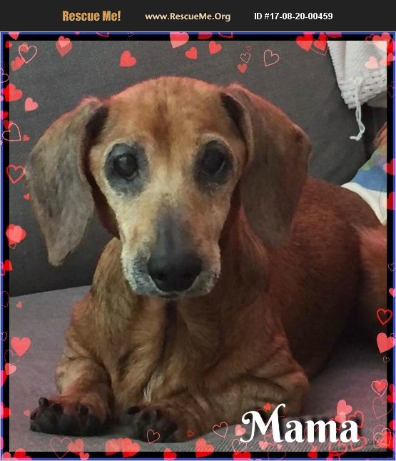 3daxs's tweet photo. MAMA is  a true cuddelbug just looking for her next lap to snuggle in! Won't you welcome her into your world?! https://t.co/cYahsSAf2I https://t.co/HWrYp5jAH1