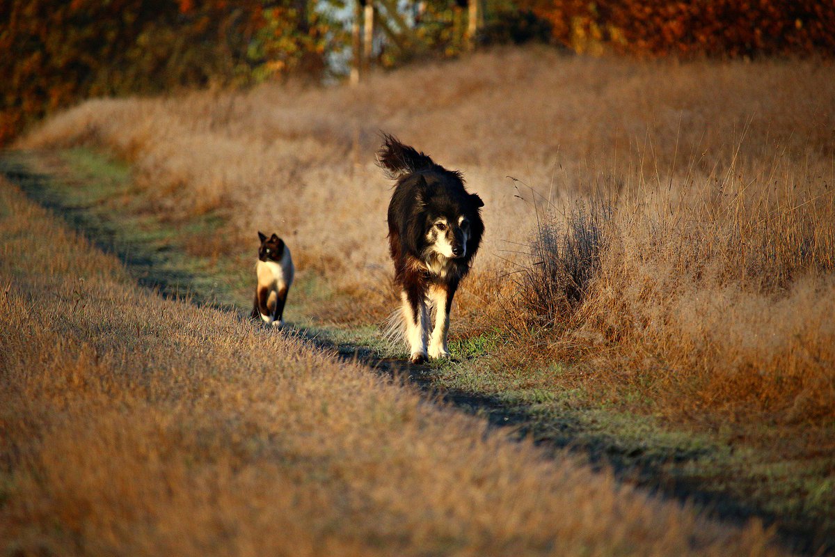 PetsEmpowerOrg's tweet photo. Do You Have Concerns About Fostering?... https://t.co/GfO5qws80Y