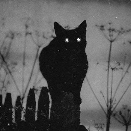 RogueAndWolf's tweet photo. We ❤️ black kittens, any proud owners of some of the most misunderstood pets?
-
-
-
-
#rogueandwolf, #allblackeverything, #blackalways, #blackeverything, #alwaysblack, #blackismyhappycolor, #catfamiliar, #witchy, #witch, #witchystyle, #witchesofinsta… https://t.co/2s9y04HZQa https://t.co/izzaJuB7mh