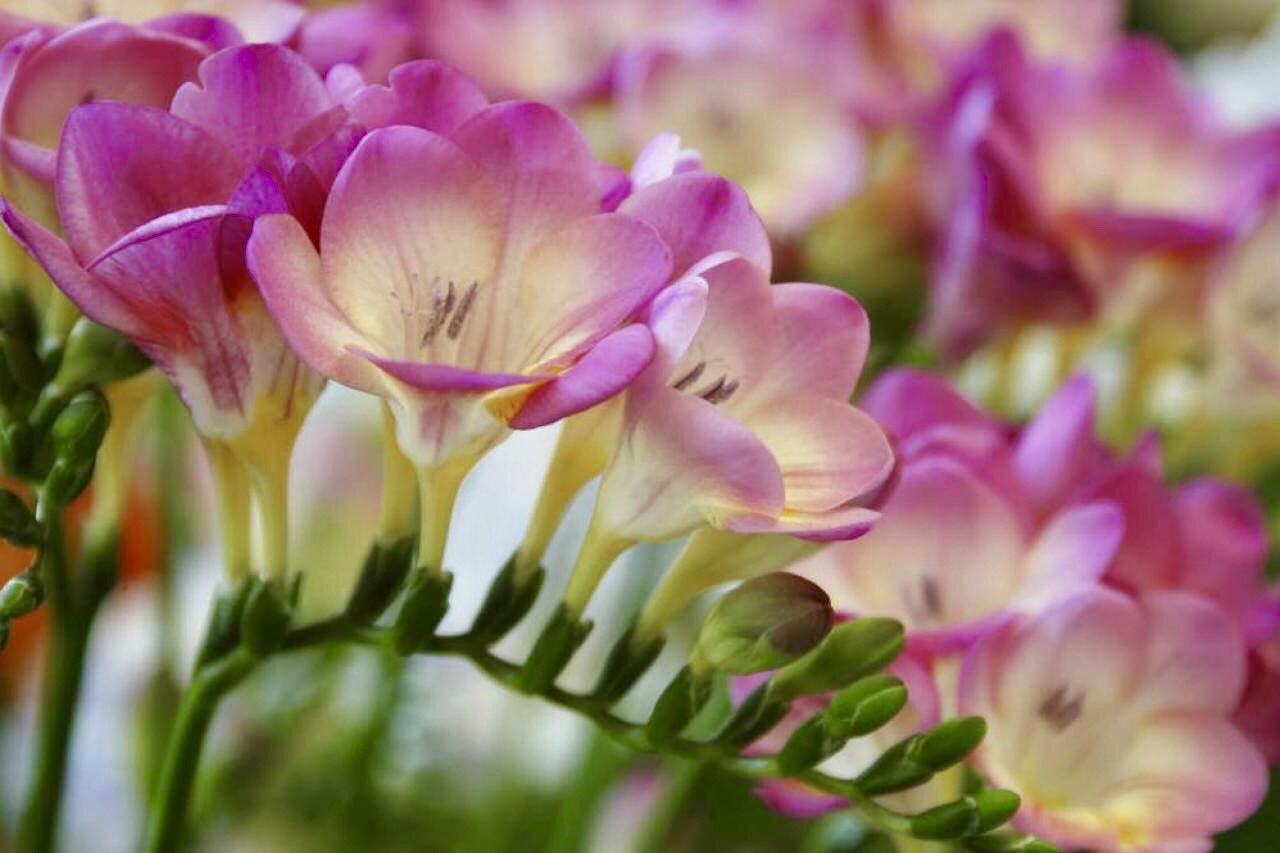 もも おはようございます 1 10誕生花 フリージア 薄紅 花言葉 親愛の情 和名コウセツラン 香雪蘭 アヤメ科の球根花 原種の白や黄色には甘い香りがありますがピンクや紫には香りはありません オランダでは花が重いほど価値があると言われます