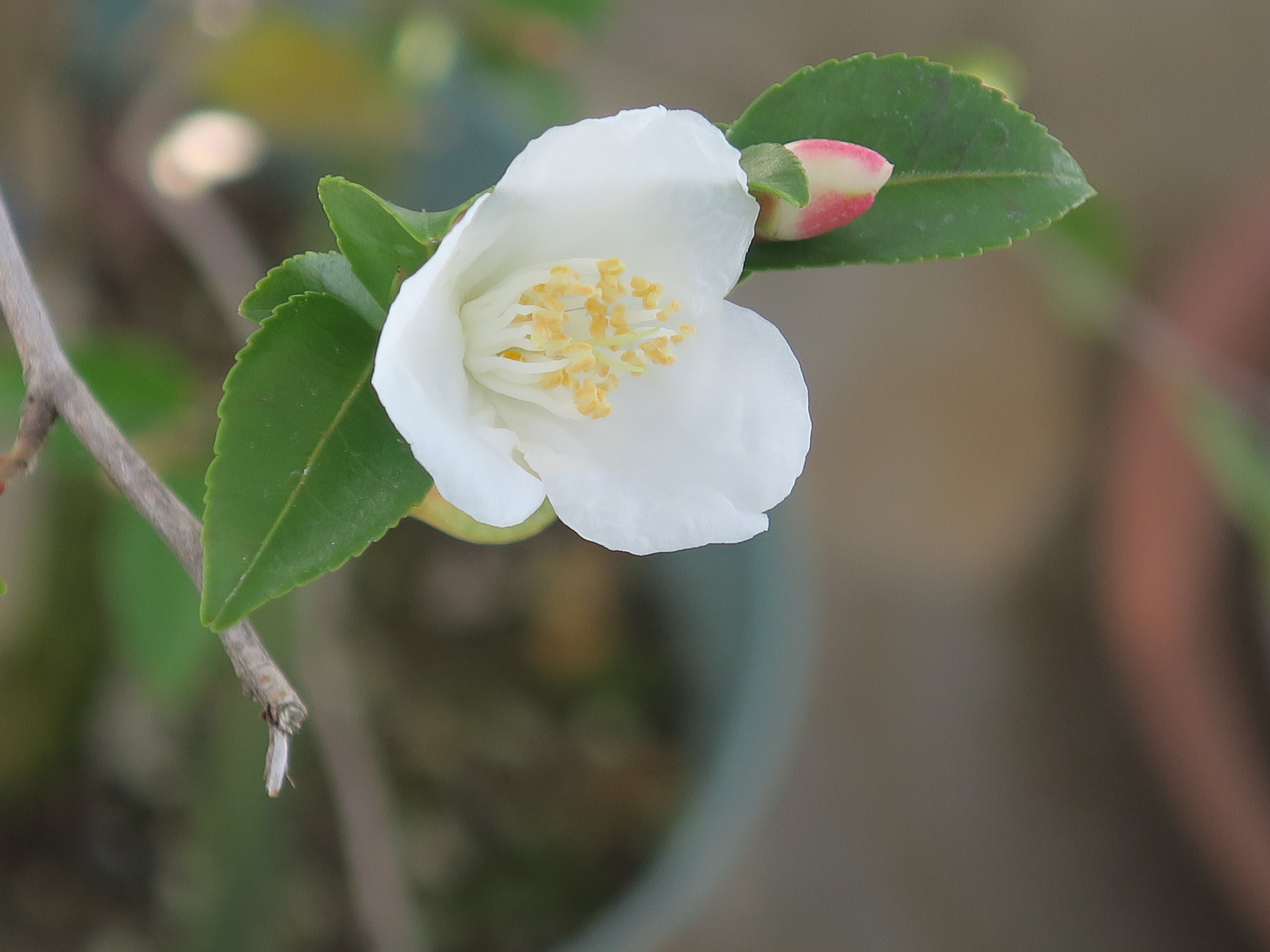 神代植物公園 ニュース スタッフより 広報係 沖縄原産のヒメサザンカが 数輪開花しました 3 ほどの小さな白い花で 香りがよいことで知られています たくさん蕾がついていますので これからが楽しみです 大温室のエントランスを入ってすぐ左に