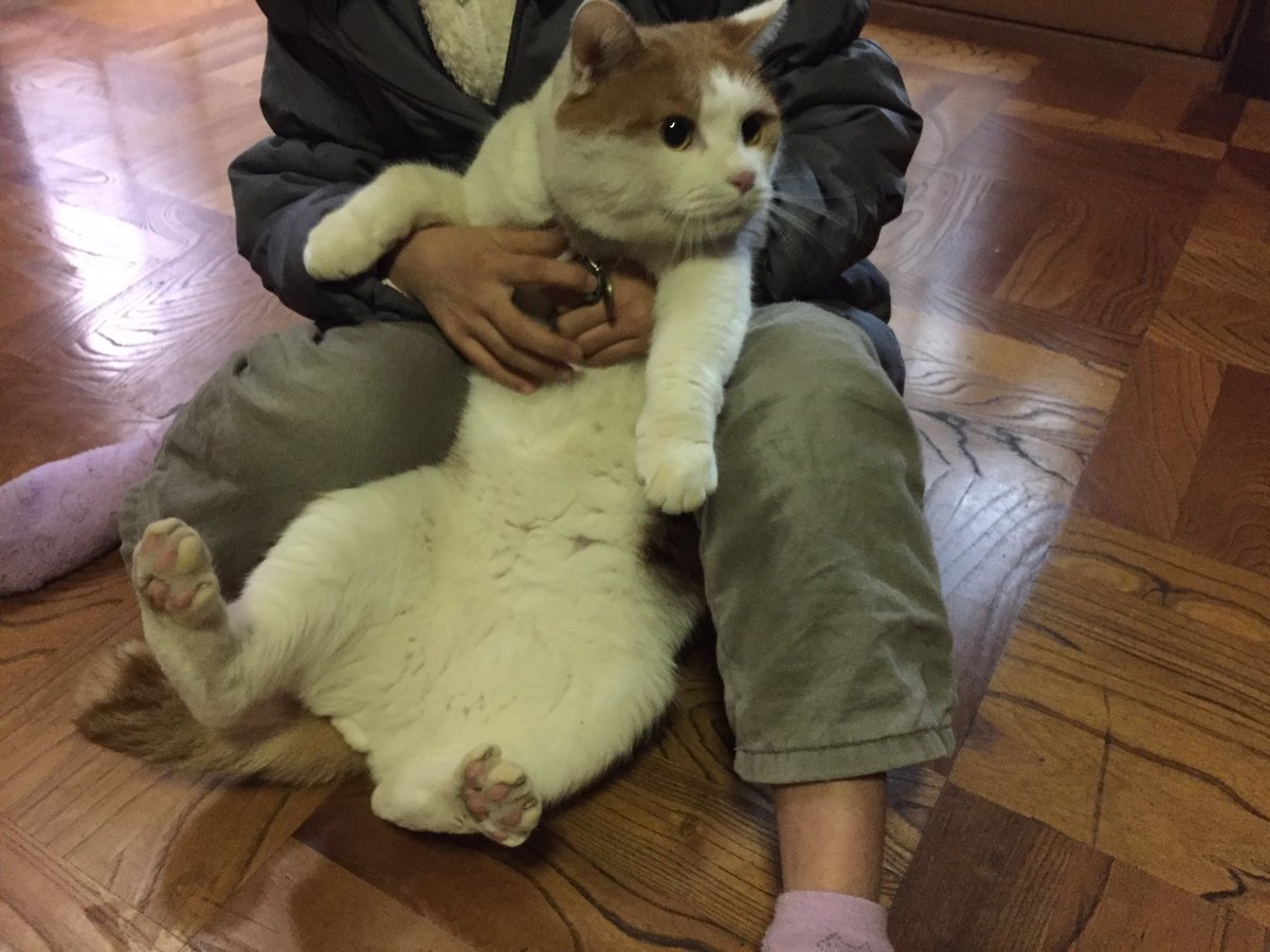 Hashtag 捕獲萌え Auf Twitter