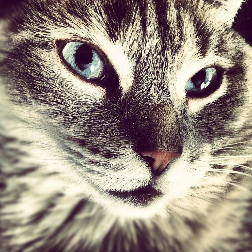 BnCPetGoods's tweet photo. Miaw! 🐱 #fiercecat #fierce #gorgeouscat #rawfedcats #feedfresh https://t.co/cgDgXr7Luh https://t.co/eBe1W6Ebxg