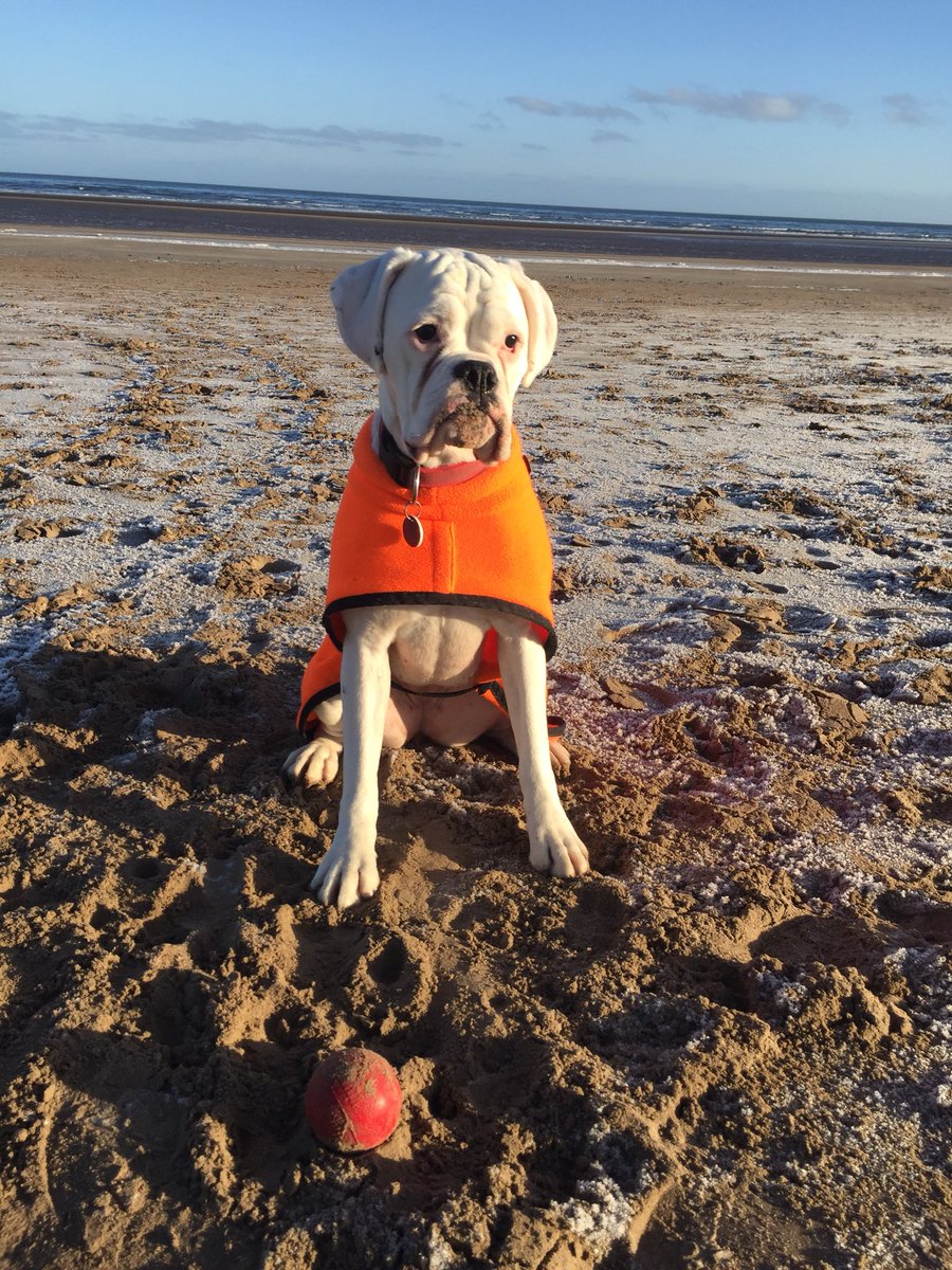 StormTheBoxer's tweet image. So I enjoyed my day in St Andrews with @tayldo We went to the beach and I ran after my ball and played with other four legged buddies! 🤙🏼