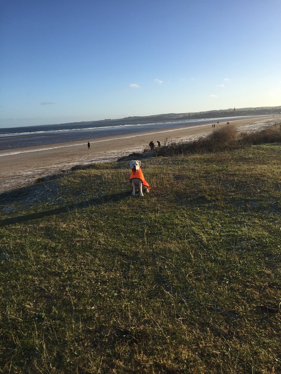 StormTheBoxer's tweet image. So I enjoyed my day in St Andrews with @tayldo We went to the beach and I ran after my ball and played with other four legged buddies! 🤙🏼