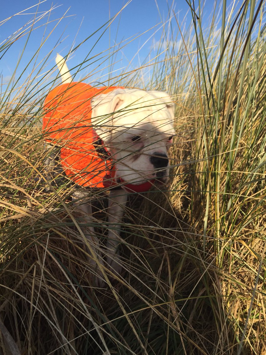 StormTheBoxer's tweet image. So I enjoyed my day in St Andrews with @tayldo We went to the beach and I ran after my ball and played with other four legged buddies! 🤙🏼
