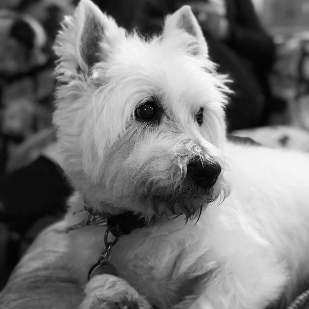 emilygullickson's tweet photo. Bueller. My buddy and my favorite. ❤️ 2002-2018. #MrB https://t.co/c9RJ7aEf6H
