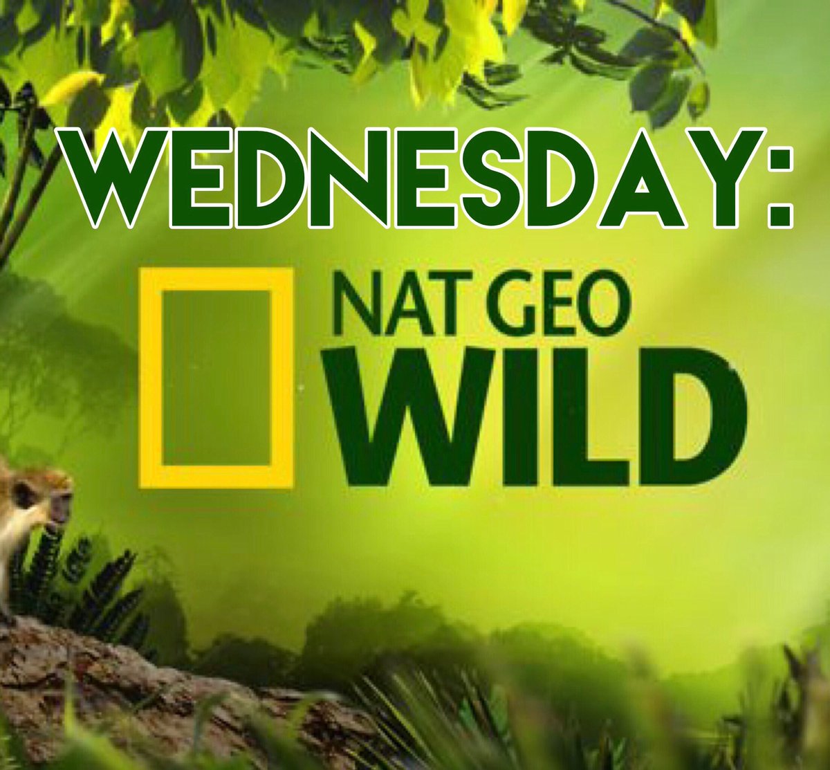 Tomorrow’s Dress Up Day is Nat Geo Wild!💚 Let’s our safari guides and animal prints!