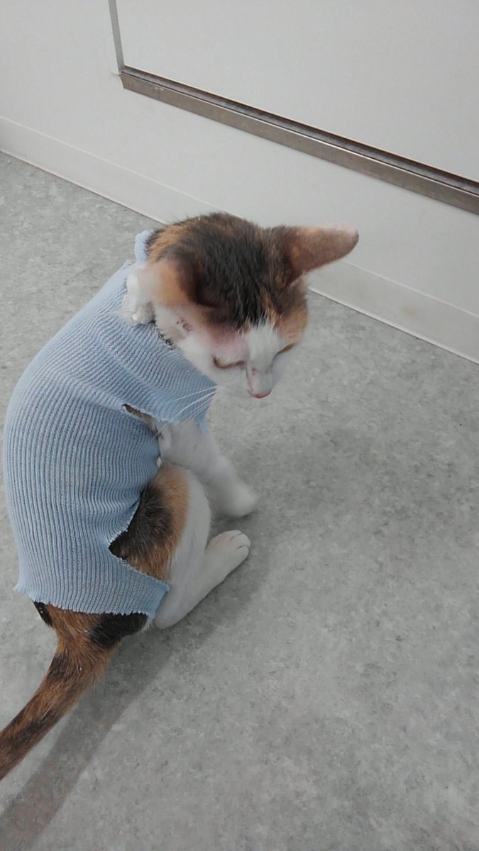 府中ウィリアムどうぶつ病院 服着てみました