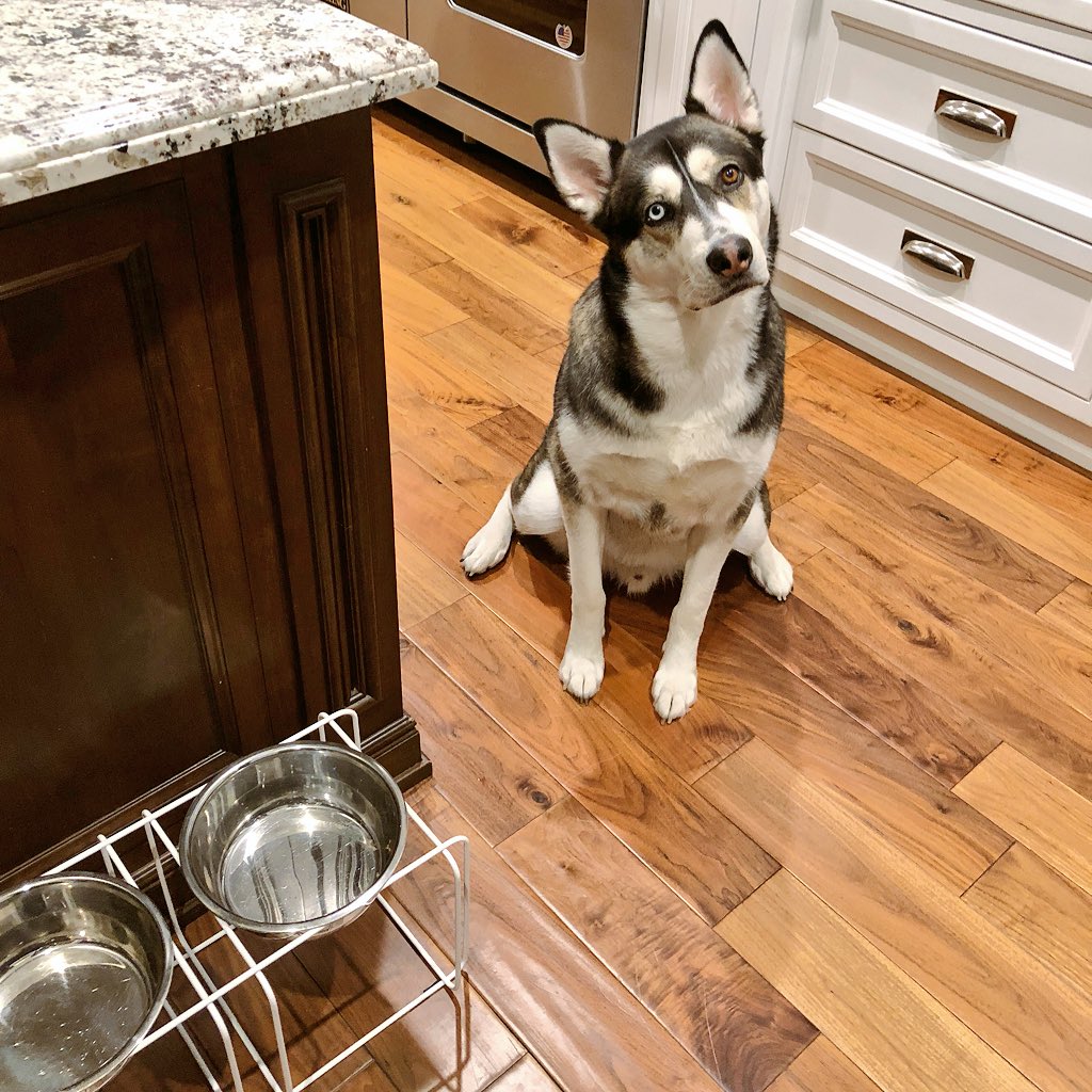JoeyGraceffa's tweet photo. He just ate but he’s still hangry. SAME! 🐶😫 https://t.co/KEqKkyw26z