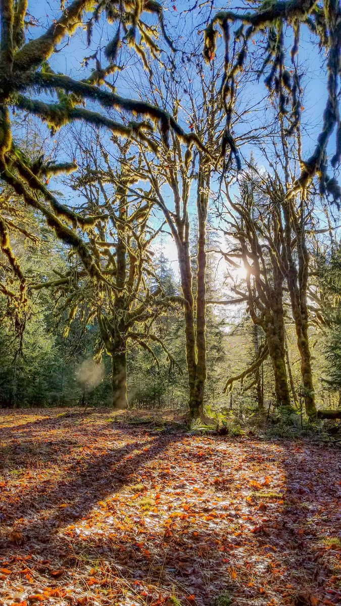 trailjunkie78's tweet photo. Early morning light in the Olympics 
 #ShadyLaneTrail #ONP #PNW #optoutide #trailjunkie https://t.co/xLlBy4tAZQ