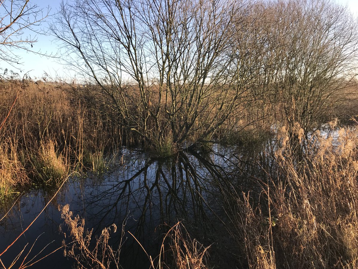 #RSPB Greylake #SomersetLevels @RSPBSomerset