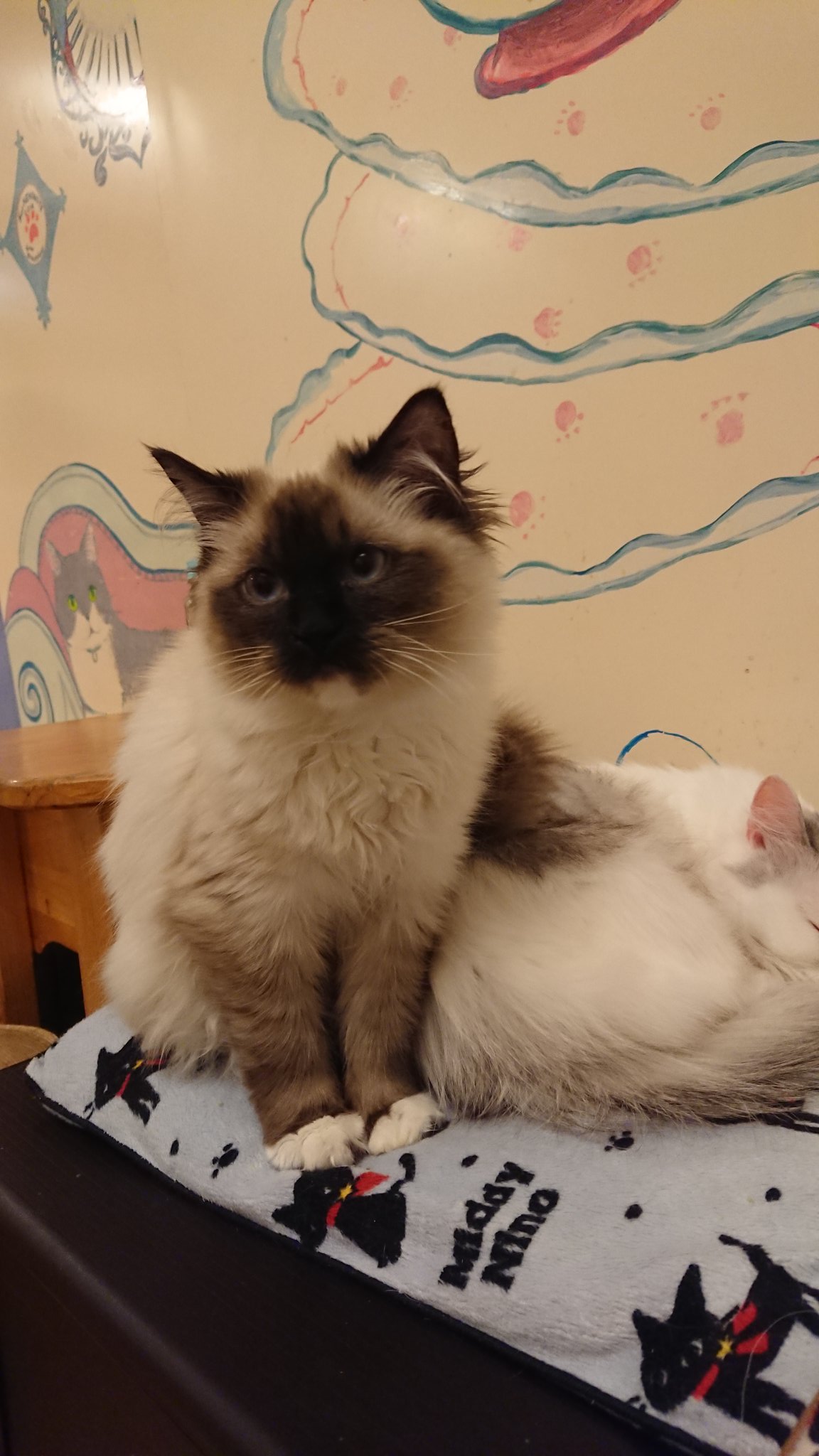 ゲルダ Twitterren リアルなカルピンと会えた ﾉ ﾉ 猫カフェ テニプリ ヒマラヤン テニスの王子様 T Co C0v3z4sk0e Twitter