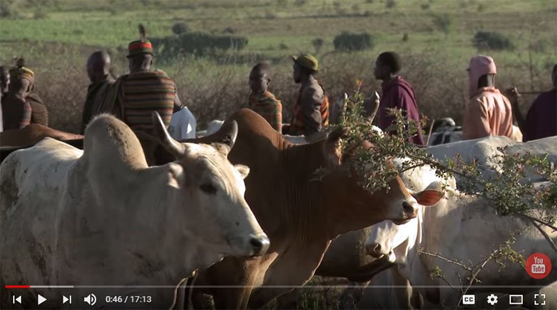 VIDEO | Our #Livestock Are Our Mother -- Doing Community #OneHealth in Kaabong, Uganda #UNFAO ow.ly/Nn9I30hFwSS