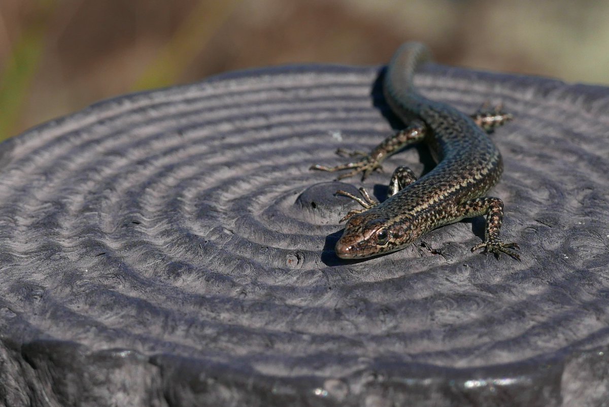 E5 B0 8f E7 Ac A0 E5 8e 9f E5 9b Ba E6 9c E7 A8 Ae Cerca Al Twitter