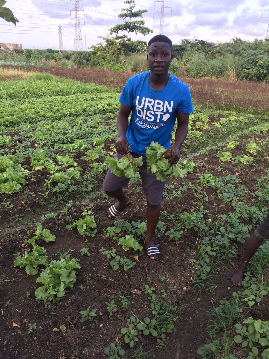 boateng_held's tweet photo. Hi ppl im a graduate 4m uni of Gh,Legon. I love farming. I grow lettuce on a large scale. Pls RT for me. My next buyer may be on your TL 🙏🏾 https://t.co/qK0wcADCYR