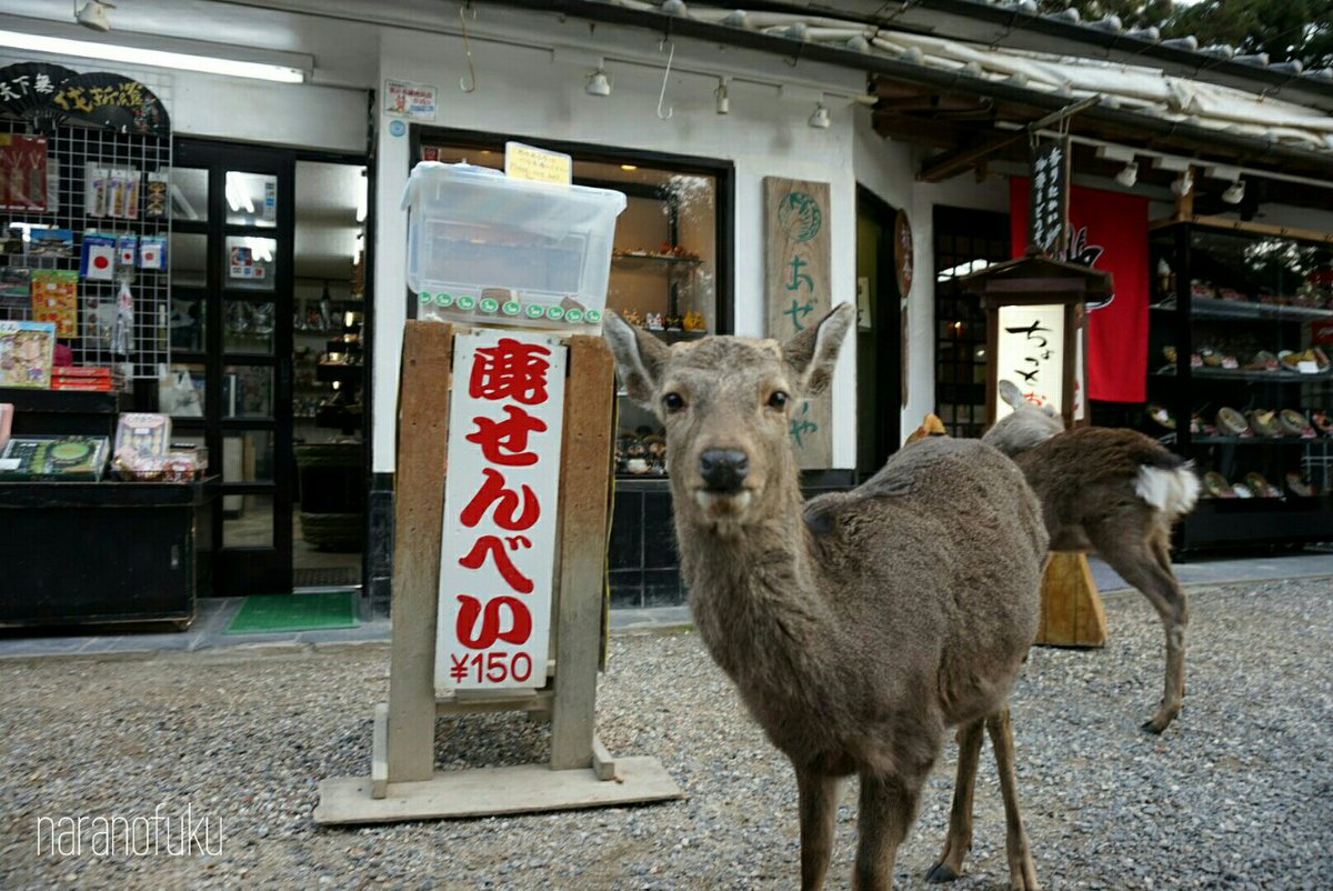 fuku_musuko's tweet photo. 買う？買わない？ https://t.co/B2eBtQrn3I