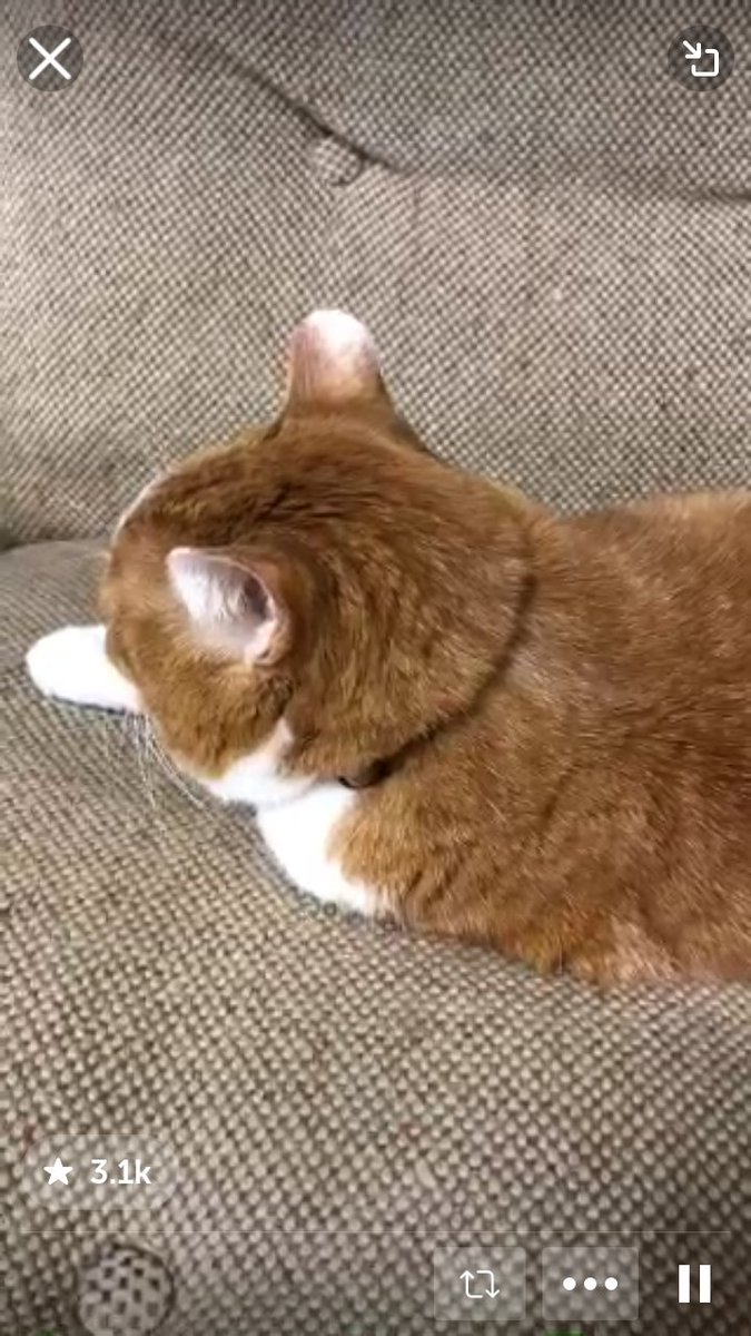 JelenaMKandic's tweet photo. Dear Sir Gladers @TreasuryMog, entire #FelineCommunity praying #Purrs4ChaCha.๐พ๐๐พ
She is #AmbassaCat from #Japan๐ธ๐๐ป,beloved pet of Keizo-san @kanji_k (great friend & excellent periscoper) and member of #PeriPets & #PeriCommunity.๐
Today suddently she lost her sight.๐๐๐ฟ https://t.co/Vj9G6Ql0w8