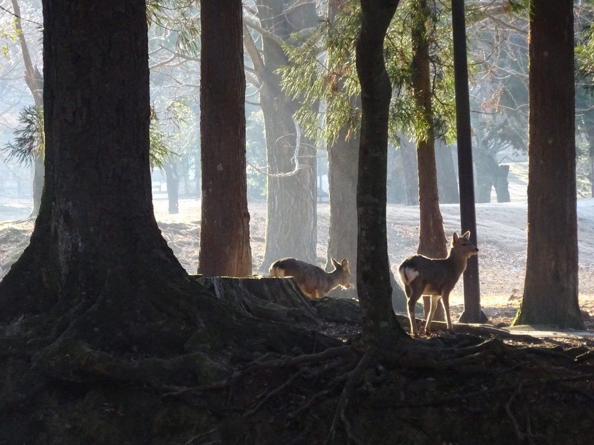 せんとくんのつぶやき 奈良県公式 Pa Twitter 今日の奈良公園