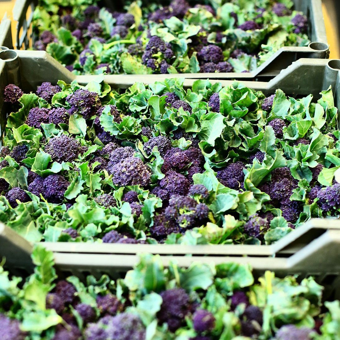 PFoodsWholesale's tweet photo. In season Purple sprouting Broccoli. Check our Veg stands or enquiry info@premierfruits.com #asfreshasitgets #freshproduce #foodmarket #londonproduce #foodservice #cateringindustry #purplesproutingbroccoli #broccoli #salads #cheftake #instafood #instagood https://t.co/l0C2dRwdLJ https://t.co/iey6qApNJv