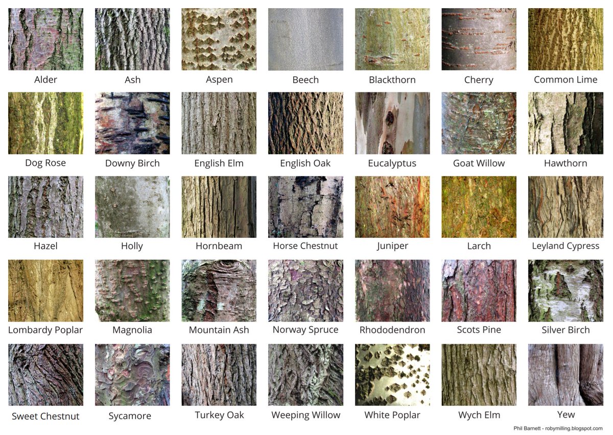squinancywort1's tweet photo. My tree bark gallery slightly updated - the poster can be downloaded from my blog https://t.co/SzHS8LGUun  It's an A2 pdf (which is 4 times A4, but the will resize to A3 or A4). @WoodlandTrust https://t.co/SNO50dXGJu