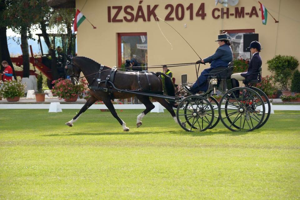 Looking forward to the season starting <a href="/iomsteampacket/">Steam Packet Company</a> <a href="/TheBenningtons/">Bennington Carriages</a> <a href="/RhenabEquest/">Rhenab Equestrian</a> <a href="/bcarriagedrive/">British Carriagedriving</a> <a href="/midlandscariage/">MDTG</a> <a href="/nsbits/">Neue Schule</a> <a href="/SaracenFeeds/">Saracen Horse Feeds</a>