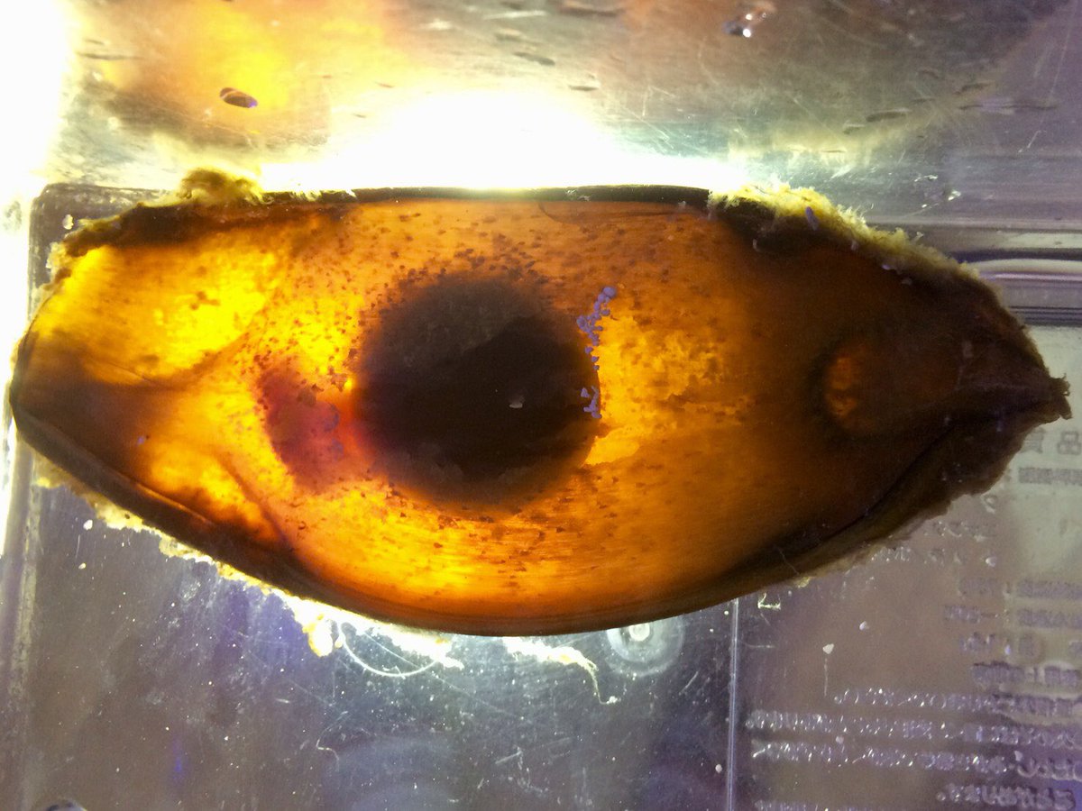 ট ইট র アクアテイラーズ 神戸駒ヶ林店 神戸駒ヶ林店 海水コーナー 戌年だけにイヌザメの卵が入荷 まだまだ孵化は先になりそうですが成長が楽しみです こうしてライトを当てると卵の中が見えます