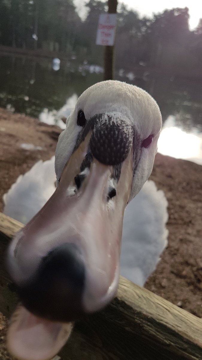 emmakimber1979's tweet photo. Friendly swan #CPSpot @CP_UK_Sherwood https://t.co/nZAGgHwNuU