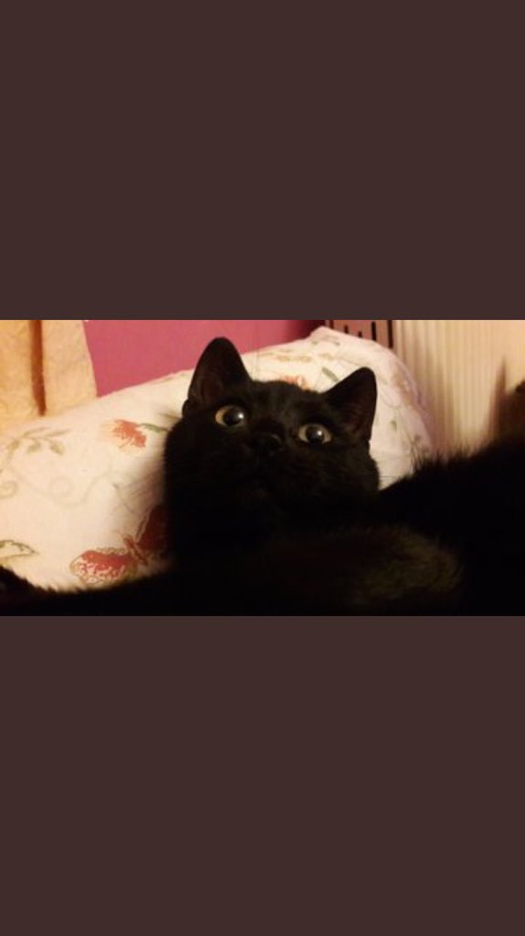 Bu boncuk gözlüye yuva arıyoruz‼️❤️ Tahmini 3 aylık ve onca kötü şeyleri atlatmış güçlü bir kedi 🐱💛 Bu tatlıya yuva olur musunuz? 🐾 İletişim: 💌 <a href="/Ulviye51/">sakin ol Ulviye🦋</a> #satınalmasahiplen #YuvaArıyoruz #10OcakÇalışanGazetecilerGünü #kedisahiplendirme