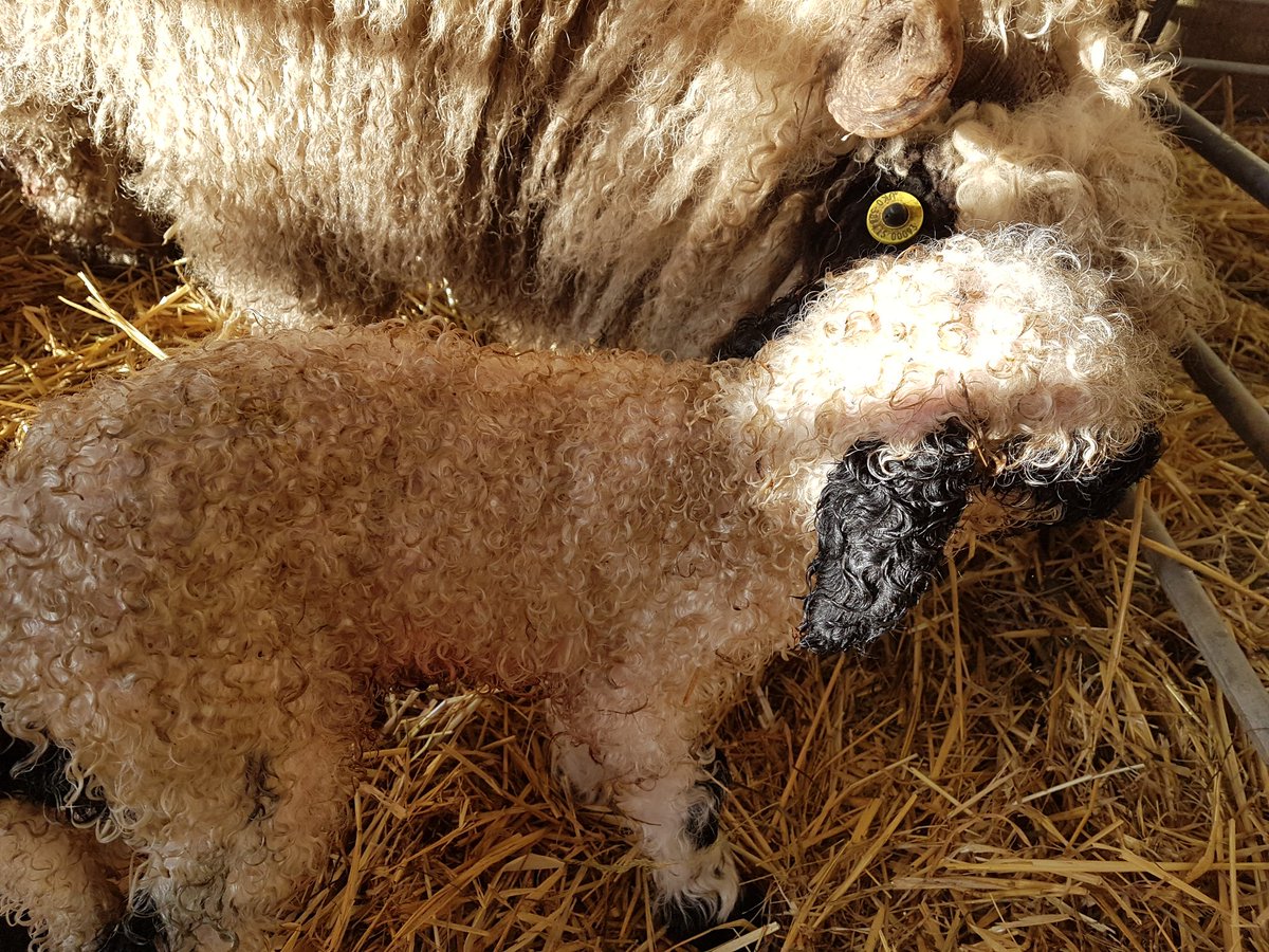 MoorViewAlpacas's tweet photo. New lamb today #lambing2018 #vbns #sheeps #cutenessoverload https://t.co/nGBbhe1kwX