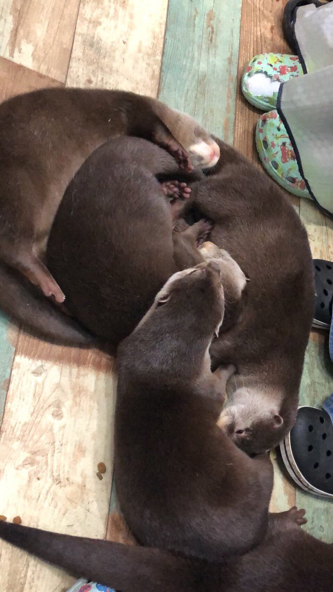 nh1118's tweet photo. @ri_kkuma027 @ppgYkttm 池袋のウサギ&amp;カワウソカフェ🐇愛くるしすぎて窃盗しようかと思った😎 https://t.co/RADjxOi7SJ