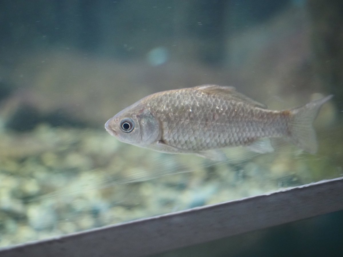 あおいふな 今年の目標は ブログを1日1件以上更新する フナの知識だけじゃなく飼育 日記とか水中写真とか水族館いろんなジャンルを書いていきます どれもフナ関連だけど 同じジャンルばっかり記事書いてると途中で飽きてきちゃってブログの更新自体し