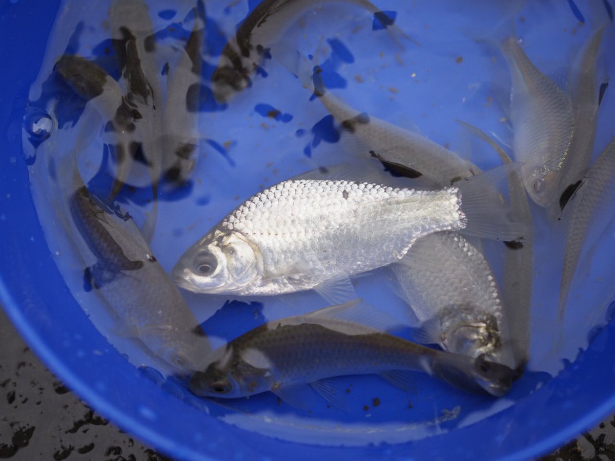 あおいふな 今年の目標は ブログを1日1件以上更新する フナの知識だけじゃなく飼育 日記とか水中写真とか水族館いろんなジャンルを書いていきます どれもフナ関連だけど 同じジャンルばっかり記事書いてると途中で飽きてきちゃってブログの更新自体し