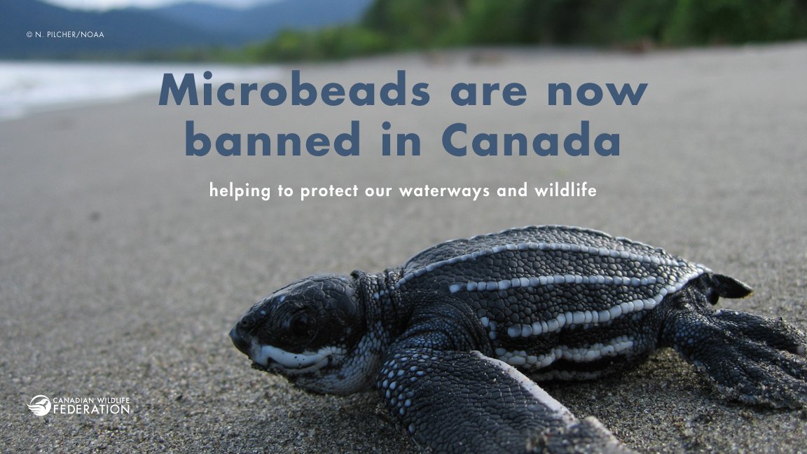 ICYMI: #Microbeads are officially banned from products like toothpaste, face scrub and shower gel. A great step towards protecting waterways and #wildlife! Read more: ow.ly/RI5S30hGWzH
