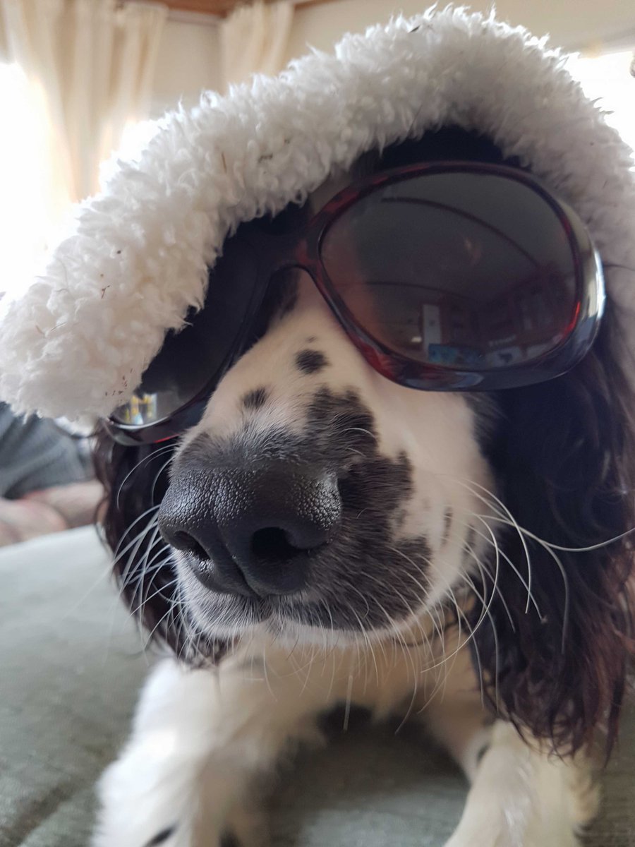edwardsandco's tweet photo. Say hello to #EdwardEdwards our #Rhiwbina office dog! if you're out an about walking your pet and need some advice, feel free to pop into the office and say hello! https://t.co/n7xQfjDqE2