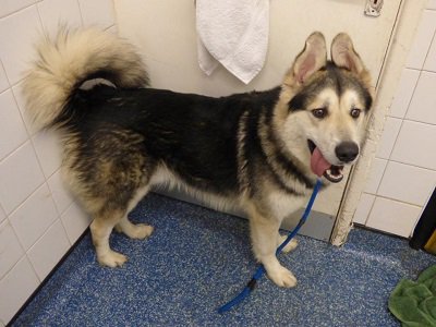 UKRescueDogs's tweet image. #SouthWales Blue is just over a year old, and according to his ‘chip details he is a malamute / mastiff cross. As he was born in October 2016 without a doubt he was someone&apos;s Christmas puppy this time last year. Blue would like to wish his ... rescuedogs.org.uk/dog-rescues/wa…