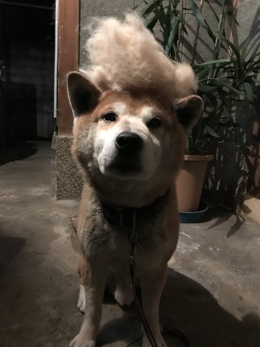 柴犬ヘアカタログ