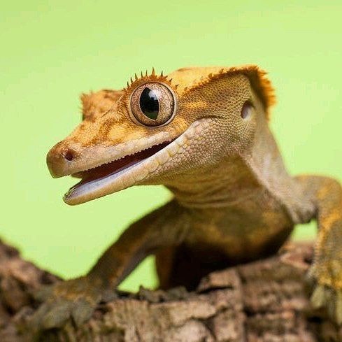 언니 뷰러 뭐 쓰세요?