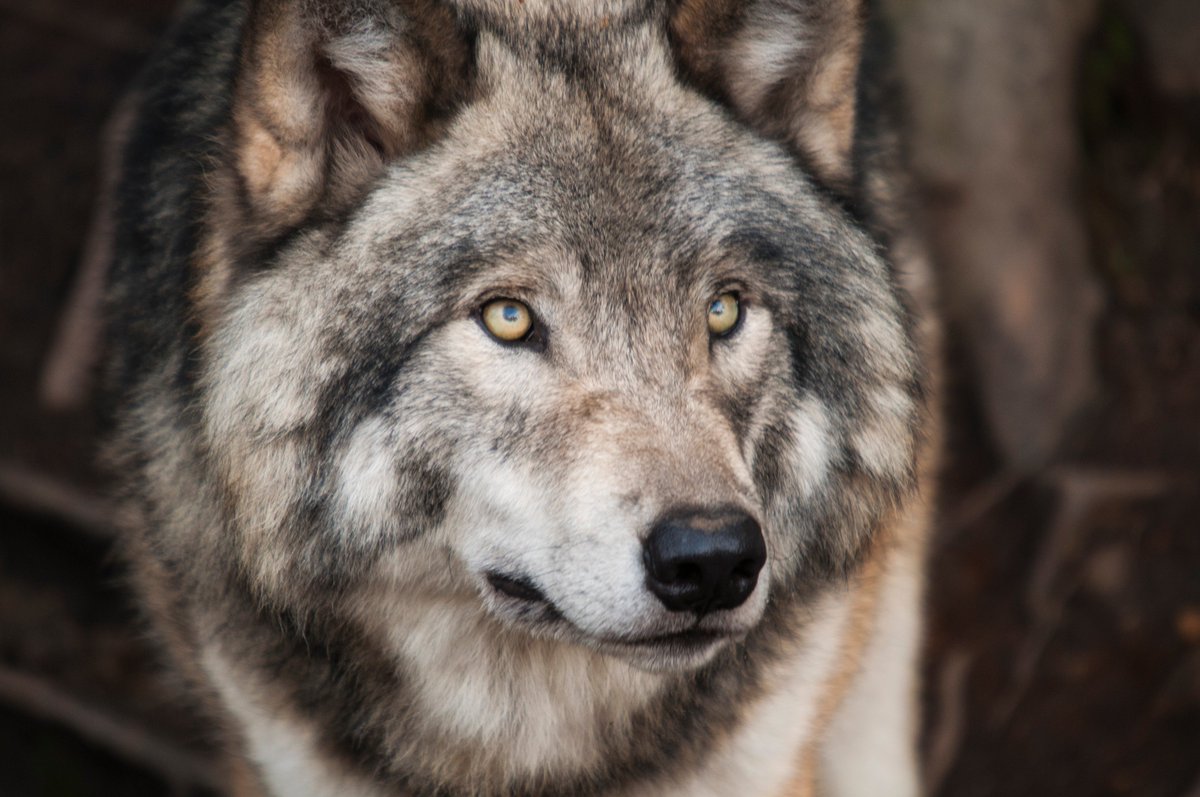 AlmoNatureFR's tweet photo. L'année 2018 marque l'entrée en vigueur du nouveau Plan loup 2018/2023 et visant à "construire une cohabitation efficace entre éleveurs et loups". Que pensez-vous de ces nouvelles mesures ? https://t.co/449teEVMoR
#FarmersAndPredators #ReduceTheConflict #APossibleAlliance https://t.co/6d3DKX2W69