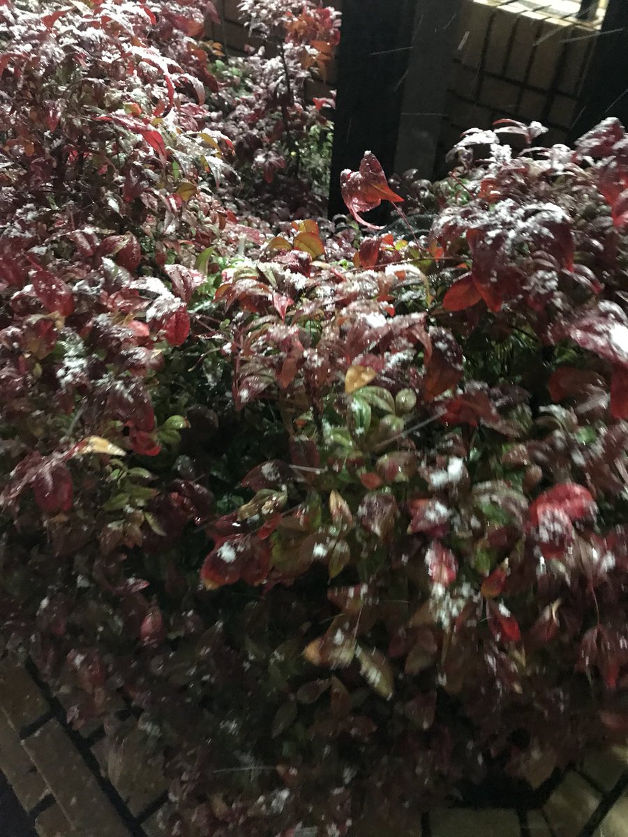 yamayuri47's tweet photo. 明日は雪が積もるみたいです…。

明日のお仕事は歩いて行けるところ���した(ToT) https://t.co/AJZiurbuoU
