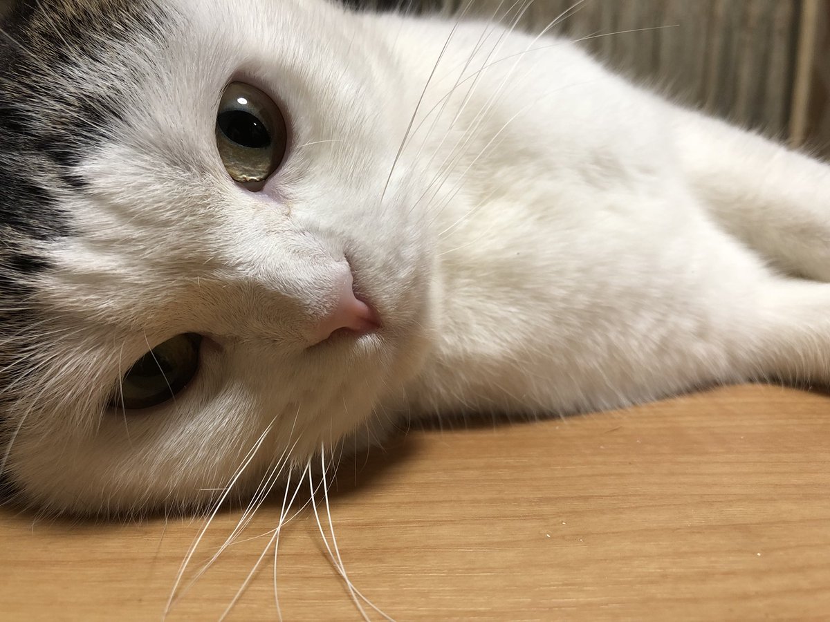 おかっぱ福麻呂 Twitterren 横向きもみとく おかっぱ猫 おにゃん