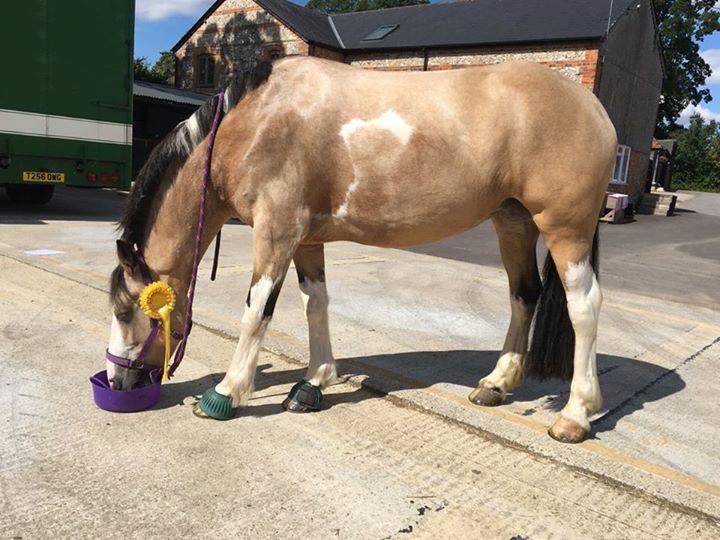 EquiMindShows's tweet photo. Did you know...All riders in the first 6 places of each class will not only win rosettes but also qualify automatically for our next Championship and collect points towards the overall leaderboard. #BeAWinner #EquiMind #Online #Competitions https://t.co/dIaF2esV7b