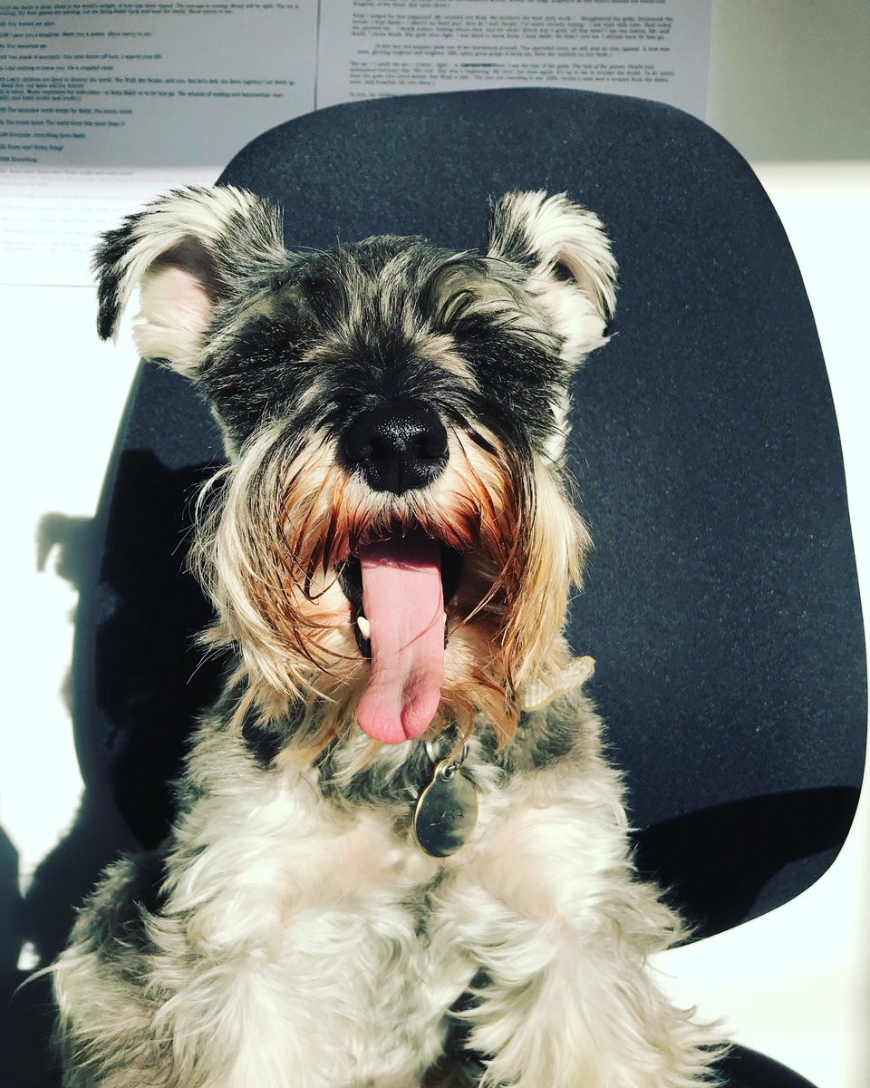 gavhiggins's tweet photo. why are those final two minutes of music so hard to complete huh? I asked Lyra for help and she said ‘BLEEEEUUGGGHHH’ which pretty much sums up my feelings at the moment! 😩 #composerproblems #whyisn’tthisdoneyet? #copyandpaste? #repeatupatone? https://t.co/d80A3RGK9w