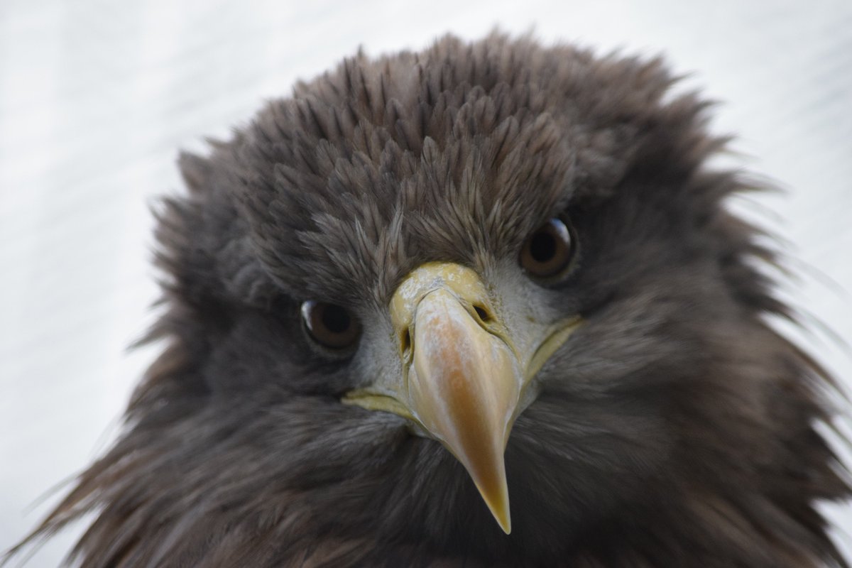It's #SavetheEaglesDay today. Here <a href="/WelshMountainZo/">Welsh Mountain Zoo</a> we have a pair of White Tailed Sea Eagles. #DYK They were reintroduced to #Scotland in the 1970s and 80s after becoming extinct in 1917. They are now widespread around the coasts!