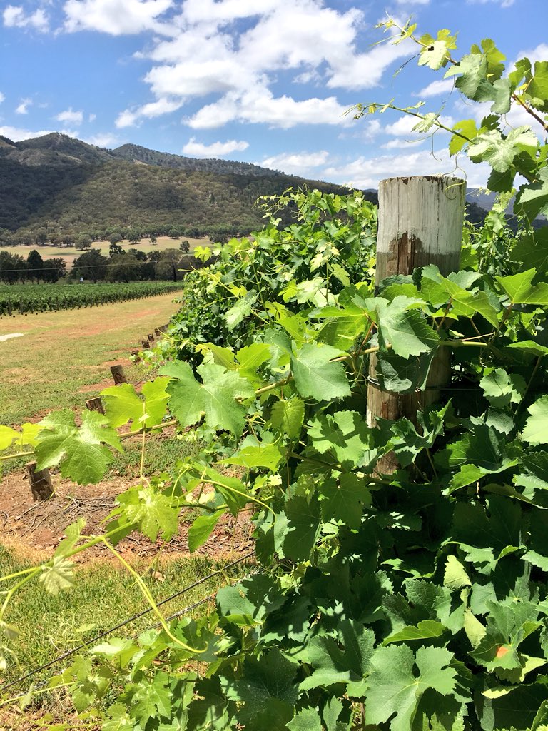 #workday #wineday #samesame
<a href="/LoganWines/">Logan Wines</a>