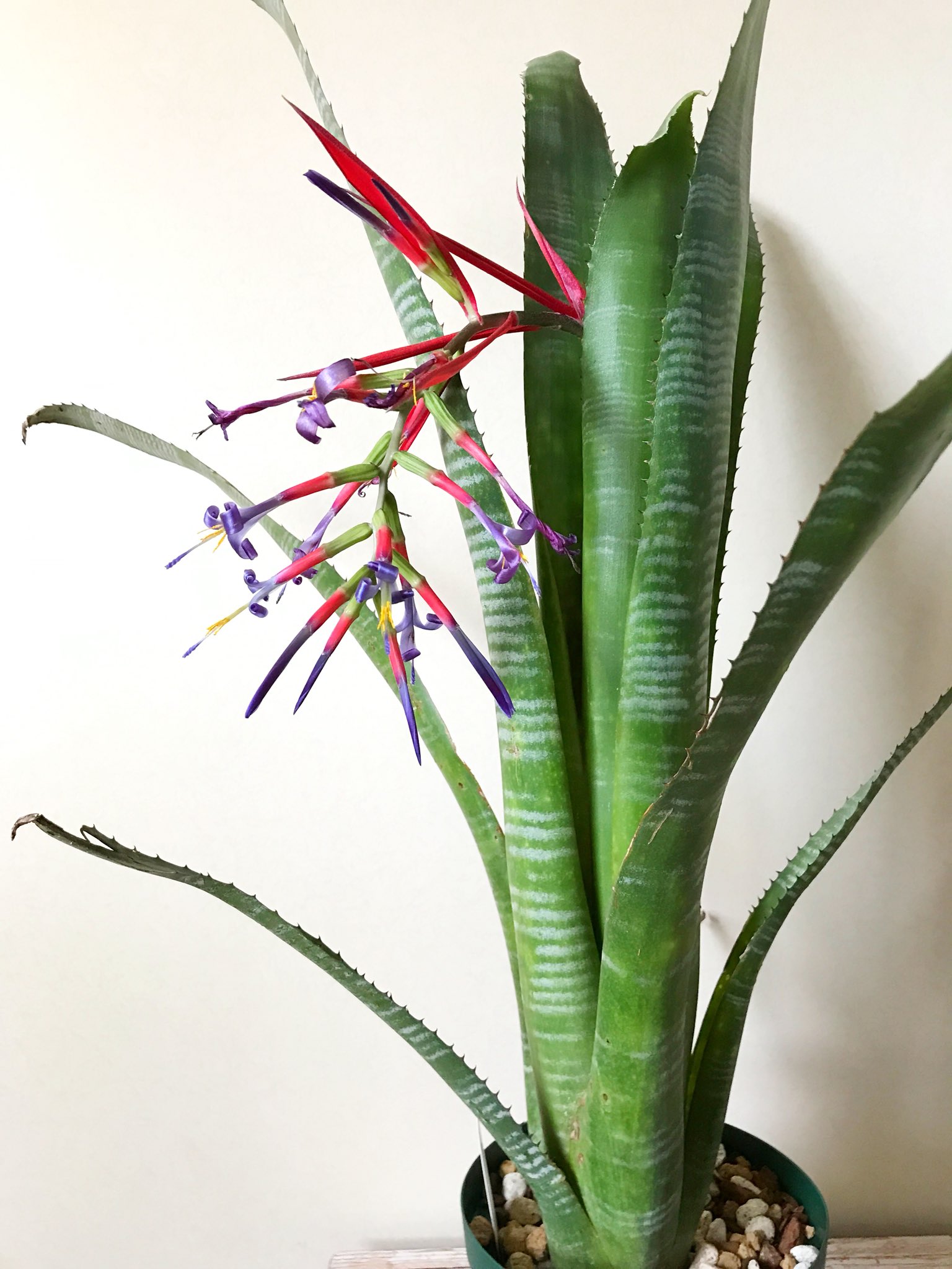 Frontierplants フロンティアプランツ ビルベルギア プナプライド Billbergia Puna Pride Kuhlmannii Domingos Martins 葉の色はだいぶ抜けてしまいましたが 綺麗な花を咲かせてくれました ブルーメタリックの花が本当に綺麗です タンク