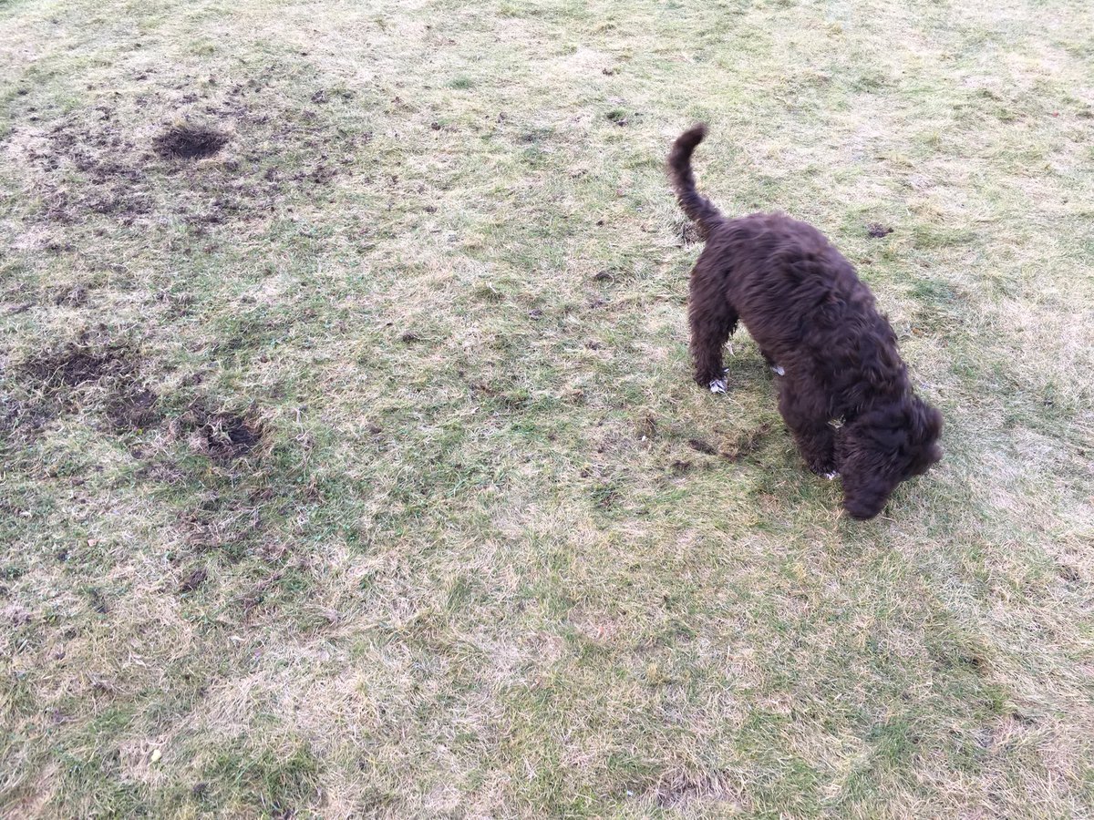 AngusCockapoo's tweet image. Human is happy - he doesn’t have to worry about keeping the lawn pristine anymore.