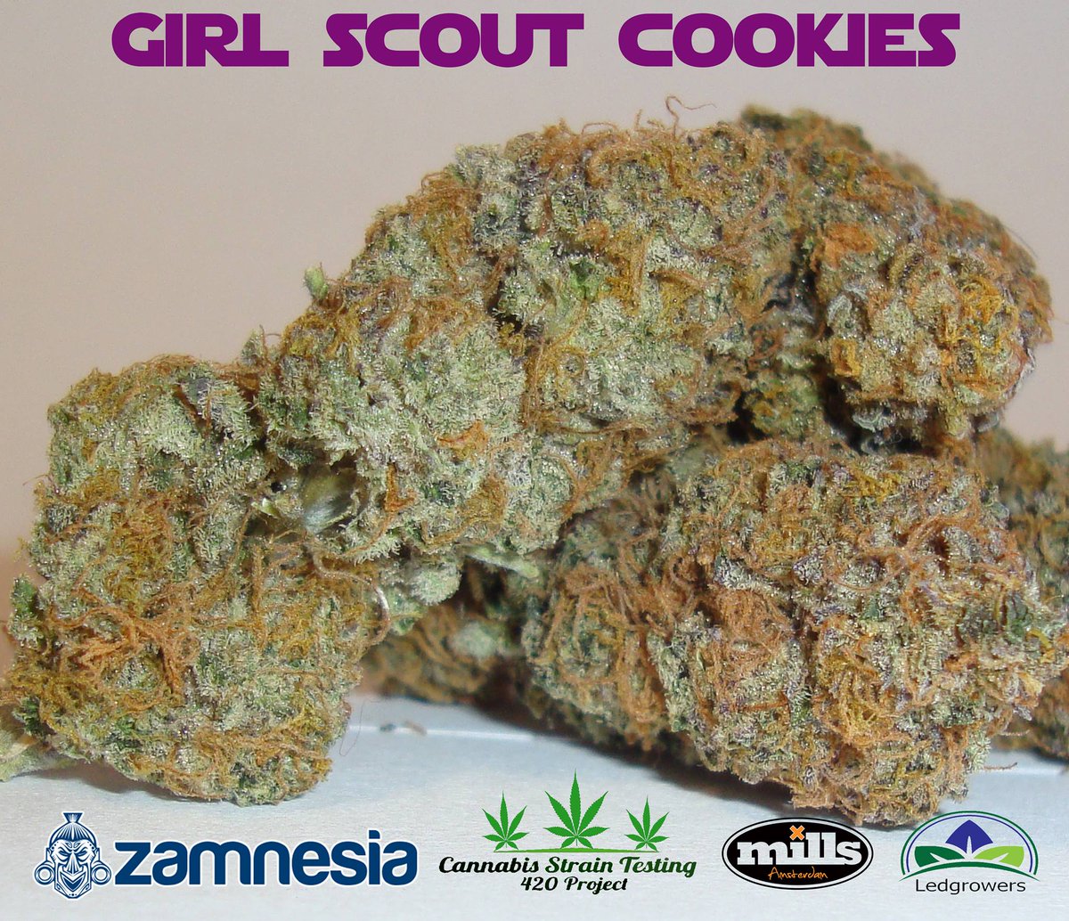 MillsSpain's tweet photo. Girl Scout Cookies 🍃💥😋 , foto compartida por David Blunkett ,de @cannabis_strain_testing_420 🤘🏼😎😎🌴🌴🌴💪🏼❌❌❌ Mills pays the bills!! #millspaysthebills #millsweb #millscrew https://t.co/fIQKttwMQQ